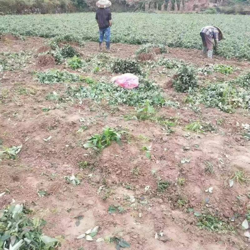 无籽八月瓜苗中国八月瓜合作社丁冬辉包回收