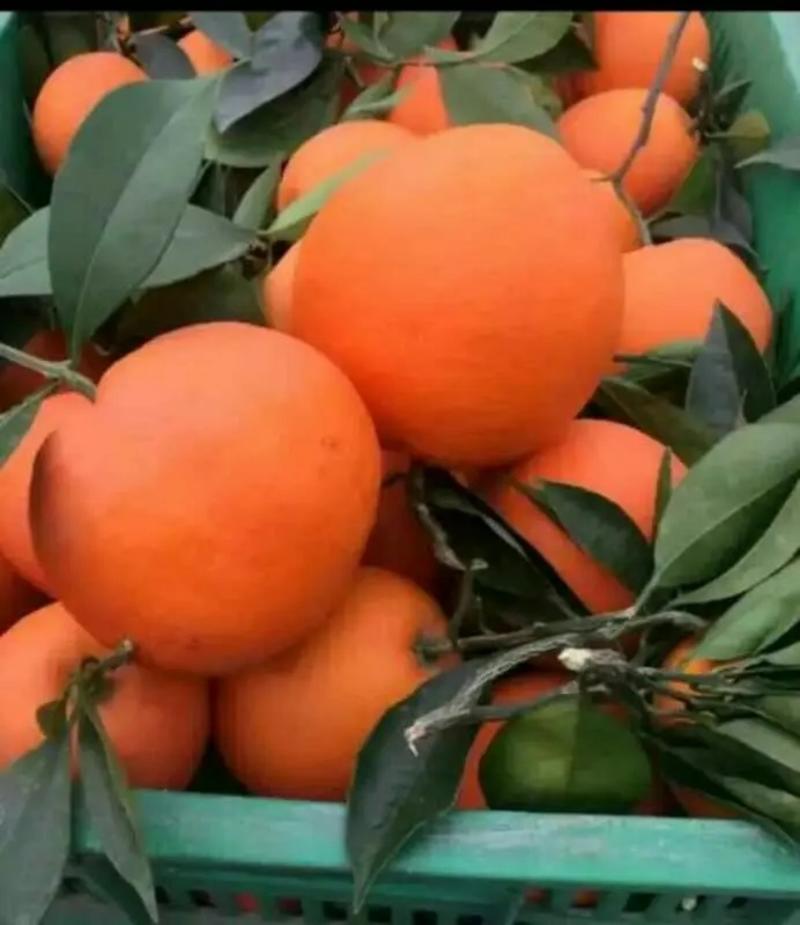 [推荐]橙子赣南挤橙地头摘果产地直发一手货源充足量