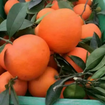 [推荐]橙子赣南挤橙地头摘果产地直发一手货源充足量