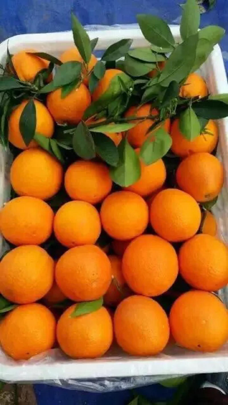 【实力】优质脐橙纽荷尔脐橙，产地看货定货，一手货源量大从优