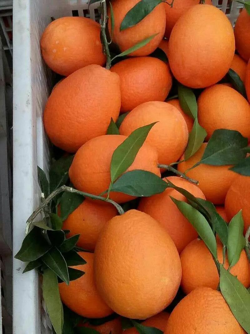 【实力】优质脐橙纽荷尔脐橙，产地看货定货，一手货源量大从优