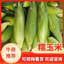 【精品玉米品种齐全】广东湛江金银双色玉米，甜玉米，太阳花