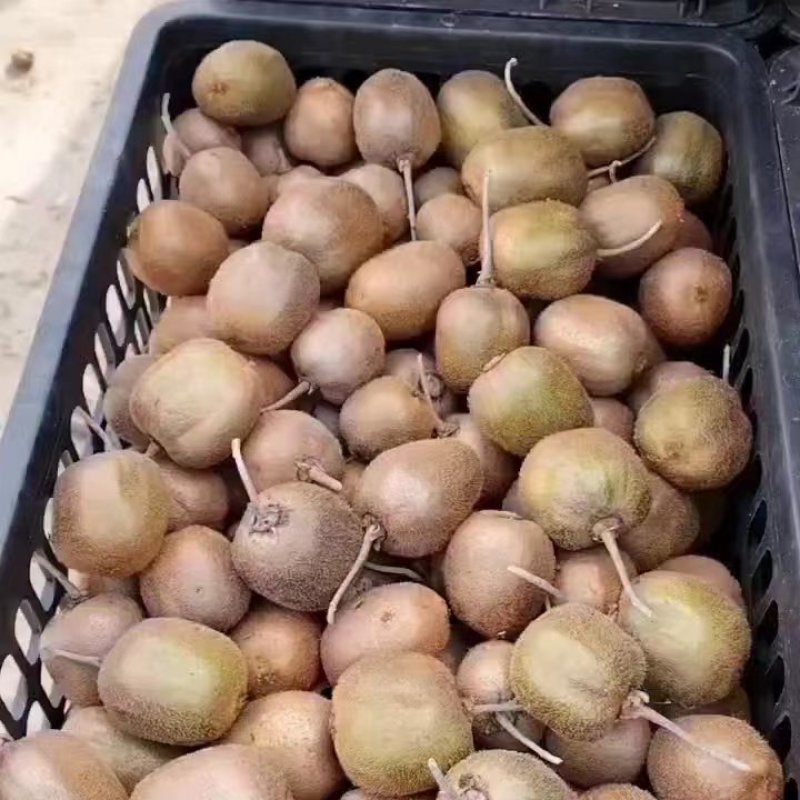 【徐香猕猴桃】陕西周至县产地直发保质保量现摘现发欢迎致电