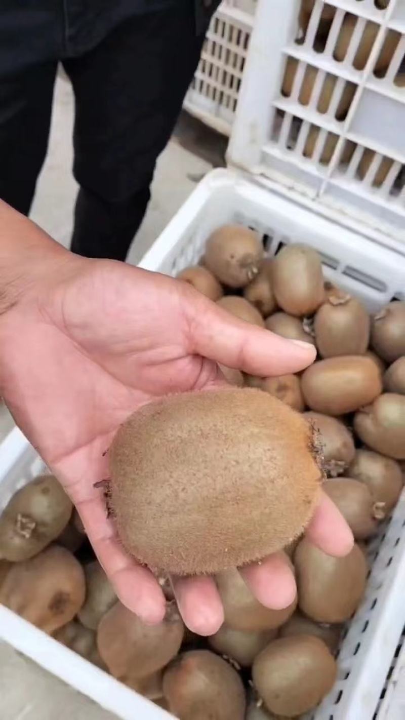 海沃德猕猴桃大量供应保质保量对接全国客商可视频看货