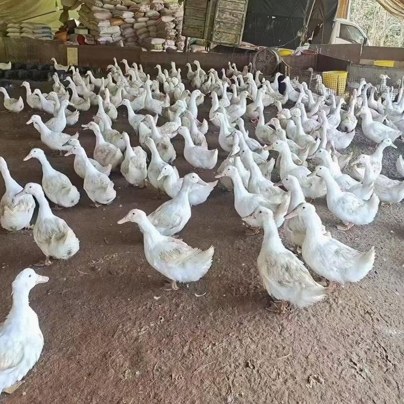 4000羽淘汰老白鸭，煲汤的上等料。