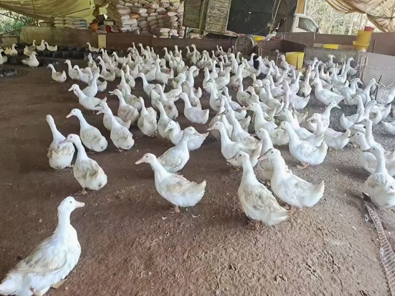4000羽淘汰老白鸭，煲汤的上等料。