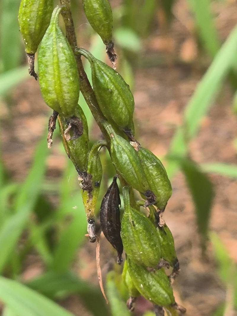 东北山慈菇山芋头果荚