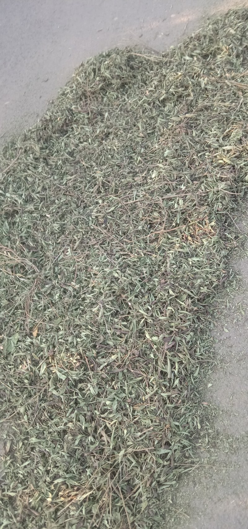 甜叶菊