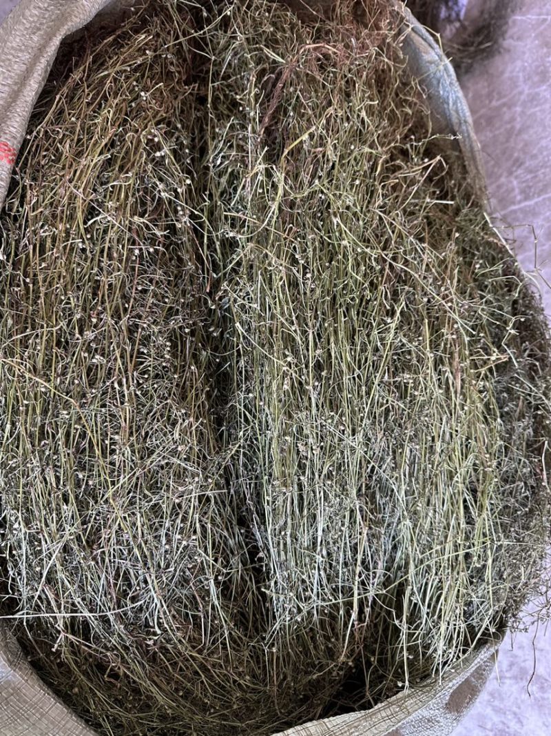 白花蛇舌草