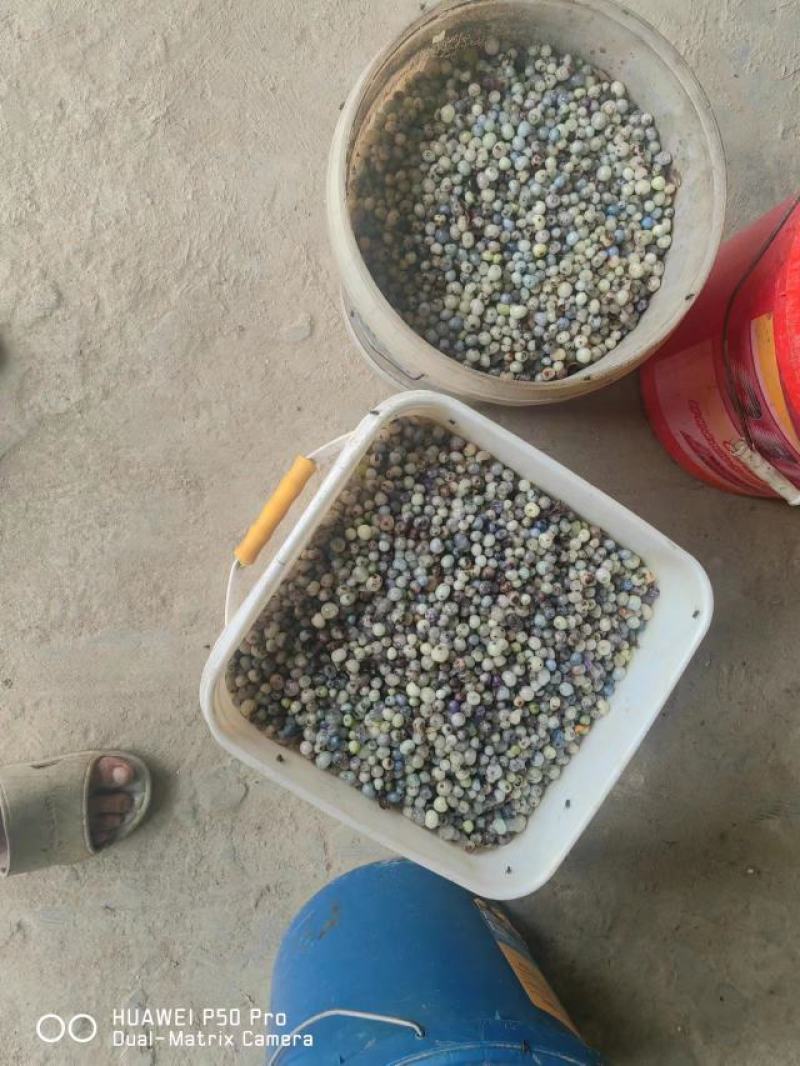 【优选】白蔹种子基地直发品质保证提供种植技术欢迎致电