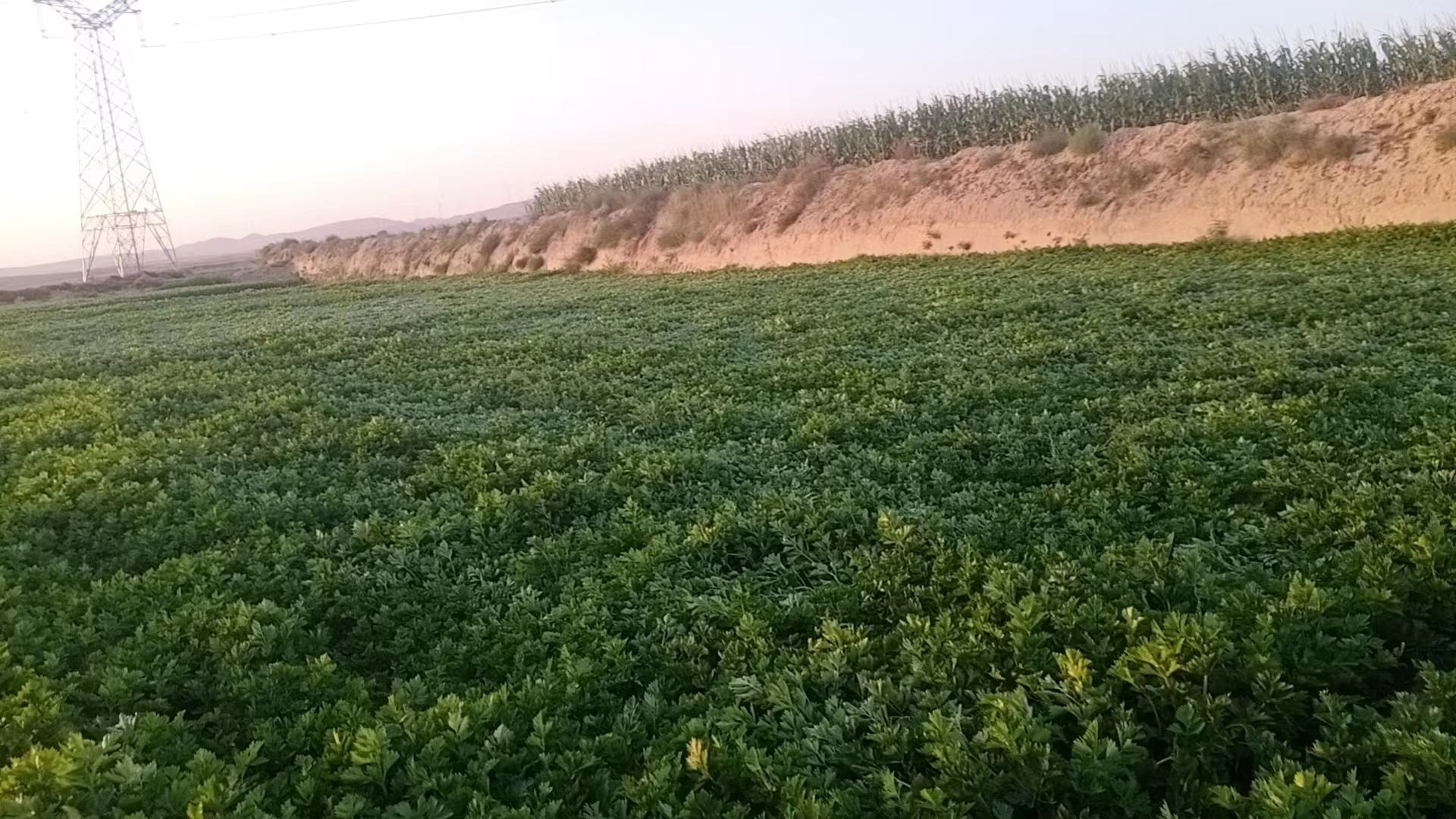 南方地区冬季露天芹菜正常生长状态
