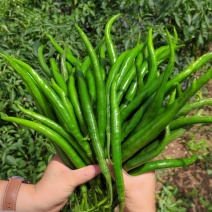 青线椒