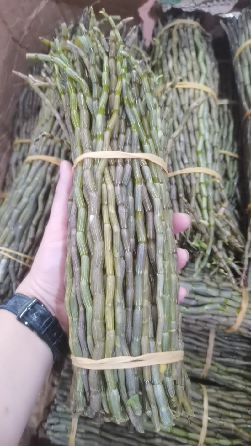 铁皮石斛基地直发。可选长度，质量保证，一手货源！！！