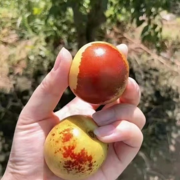 沾化冬枣，一件代发，对接抖音快手电商平台，现货供应
