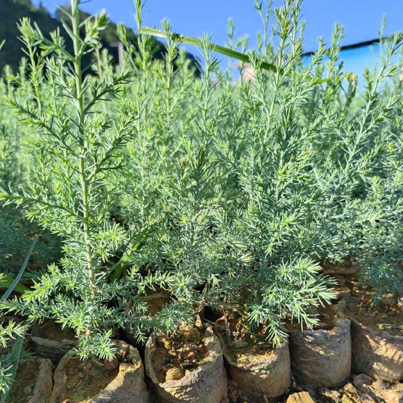 藏柏苗柏树袋苗基地直发一手货源量大从优