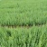 藏柏苗柏树袋苗基地直发一手货源量大从优