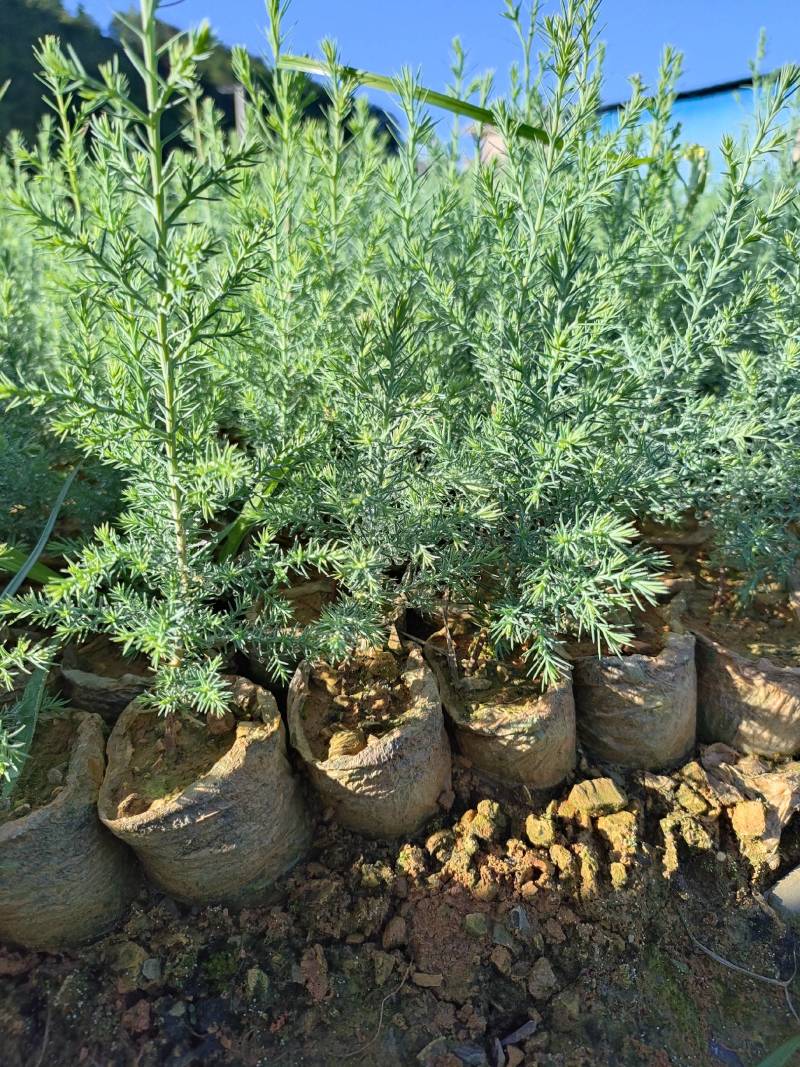 藏柏苗柏树袋苗基地直发一手货源量大从优