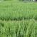 藏柏苗柏树袋苗基地直发一手货源量大从优