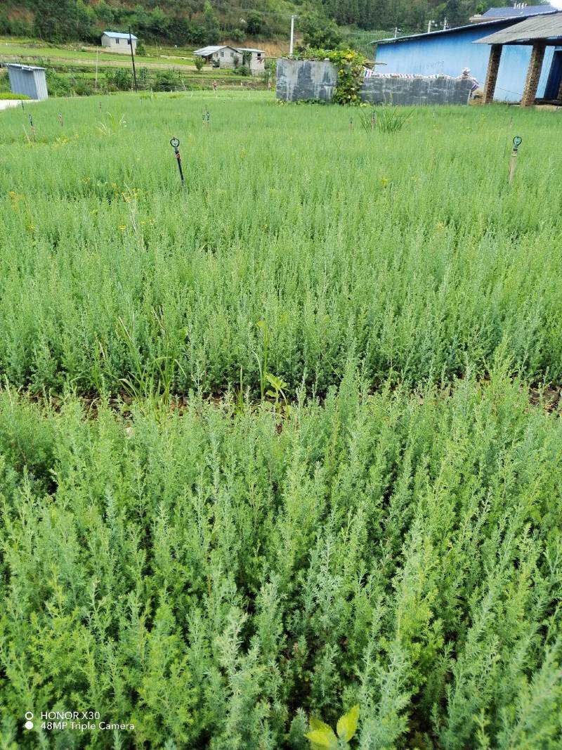 藏柏苗柏树袋苗基地直发一手货源量大从优