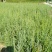 藏柏苗柏树袋苗基地直发一手货源量大从优