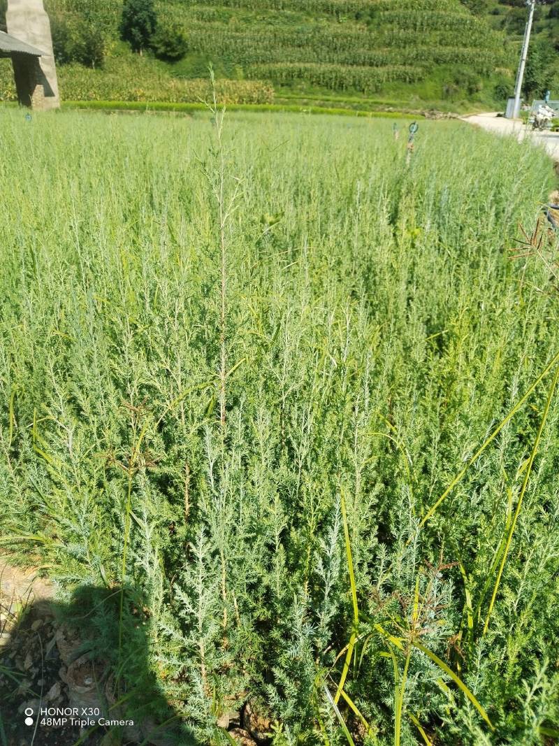 藏柏苗柏树袋苗基地直发一手货源量大从优