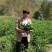 青线椒