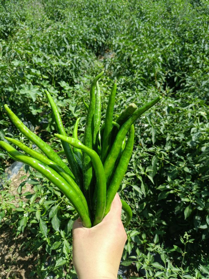 青线椒