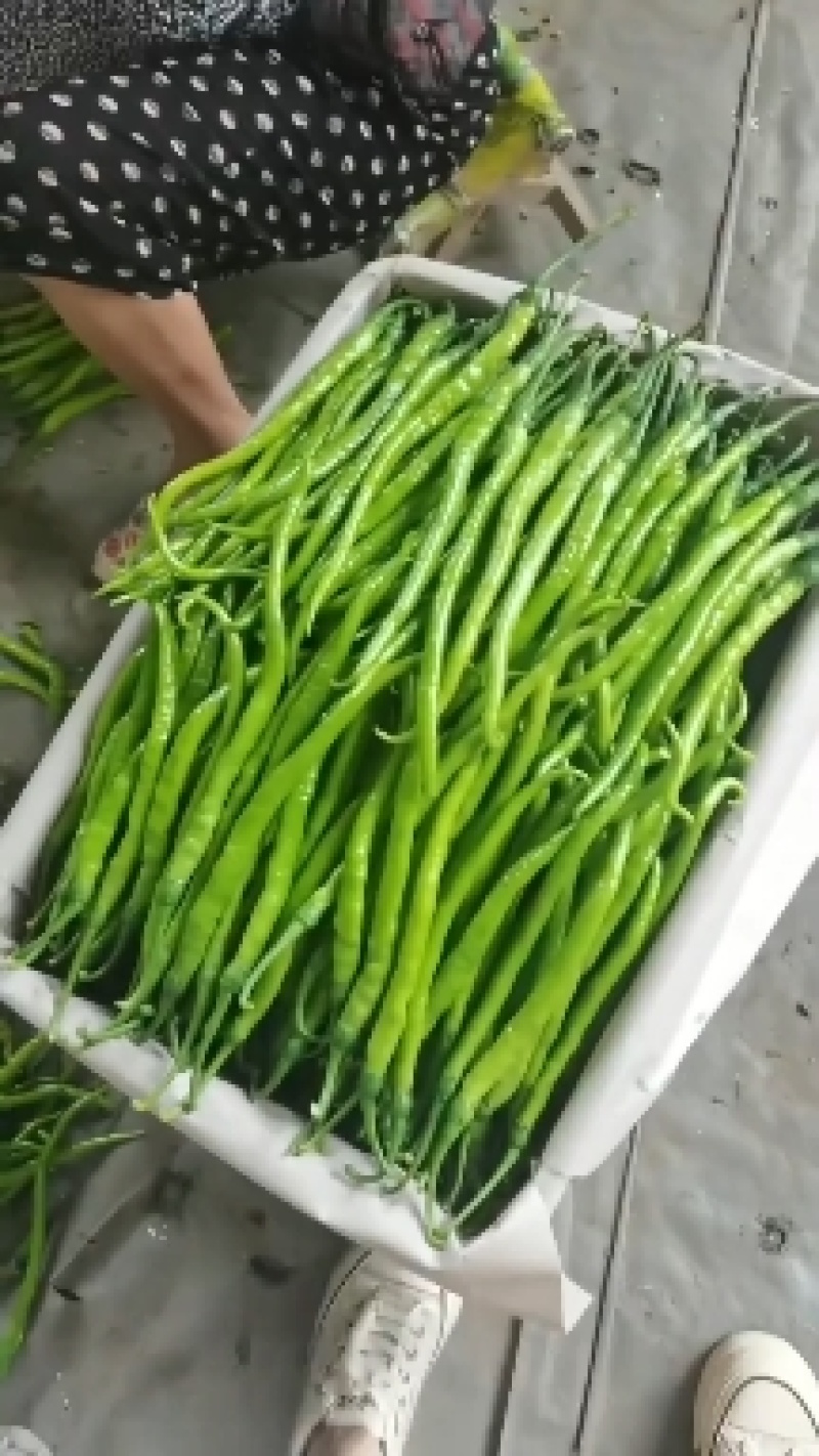 线椒，青州二荆条，青线椒，黑线椒，对接全国市场电商
