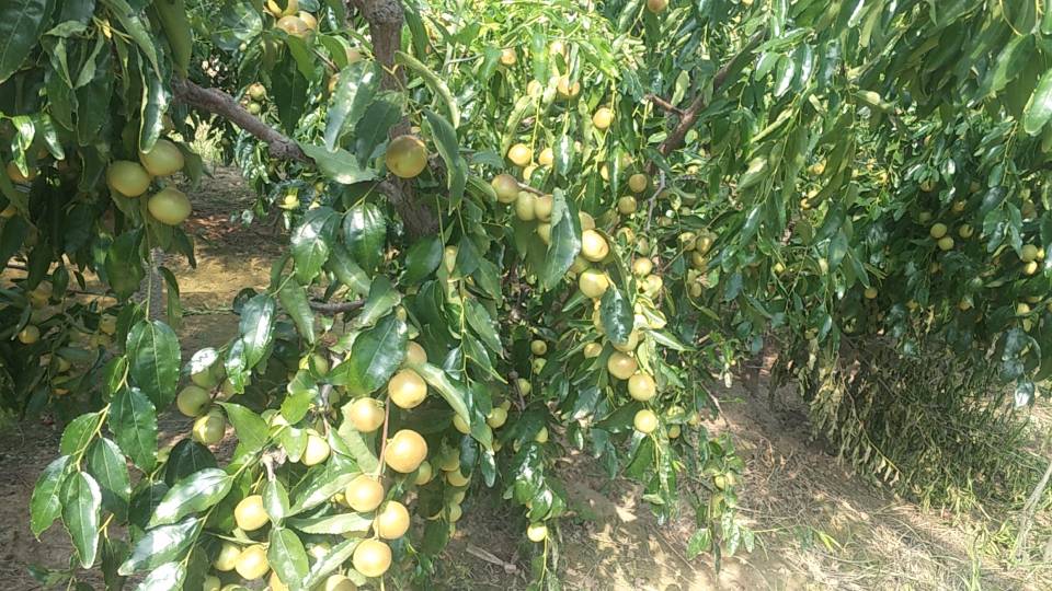 渭南冬枣果园风光