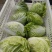 夏阳白菜-热白菜-早熟白菜夏阳50-2-4斤山东淄博高青