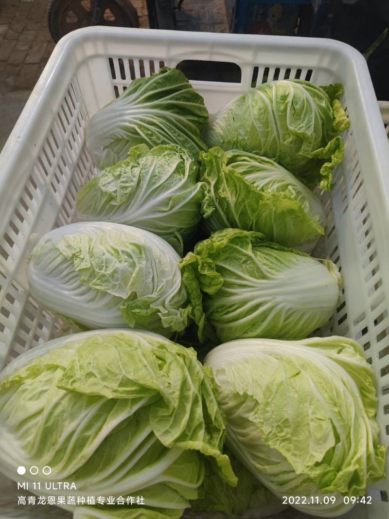 夏阳白菜-热白菜-早熟白菜夏阳50-2-4斤山东淄博高青
