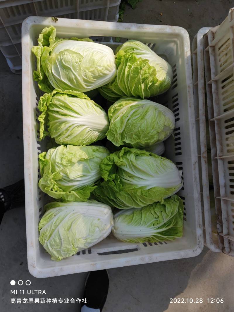 夏阳白菜-热白菜-早熟白菜夏阳50-2-4斤山东淄博高青