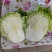 夏阳白菜-热白菜-早熟白菜夏阳50-2-4斤山东淄博高青