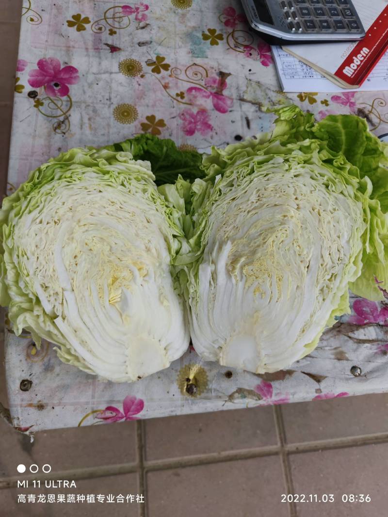 夏阳白菜-热白菜-早熟白菜夏阳50-2-4斤山东淄博高青