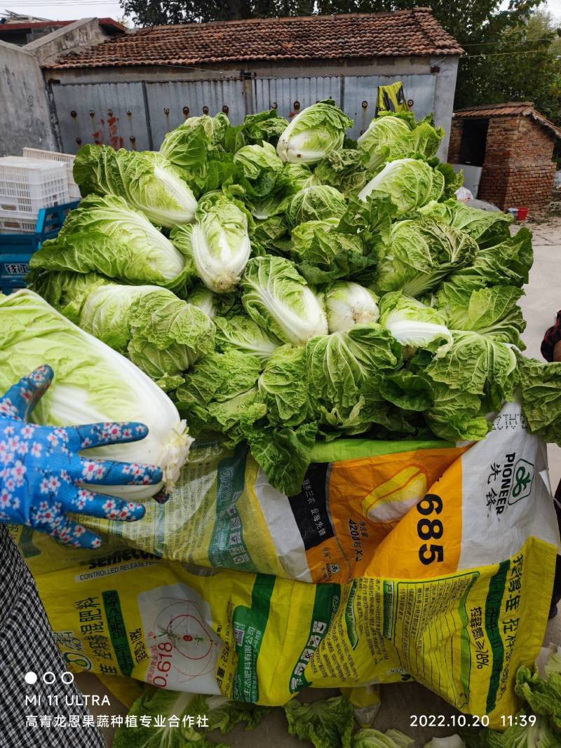 夏阳白菜-热白菜-早熟白菜夏阳50-2-4斤山东淄博高青