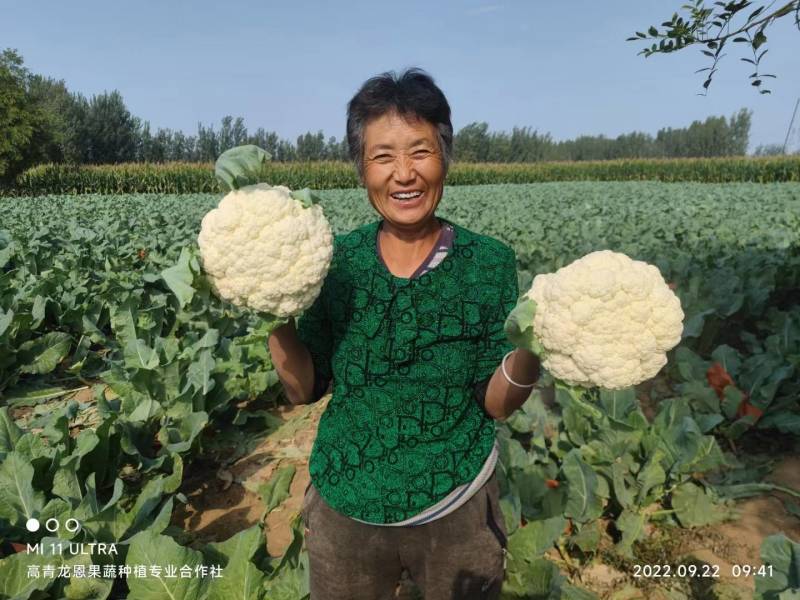 全国多产区代发有机菜花-散花-花菜2-4斤山东淄博高青