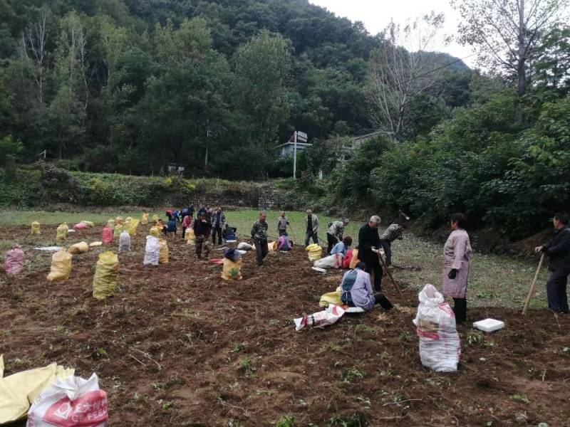 《热卖中》黄精鸡头黄精鲜黄精黄精种芽产地直供