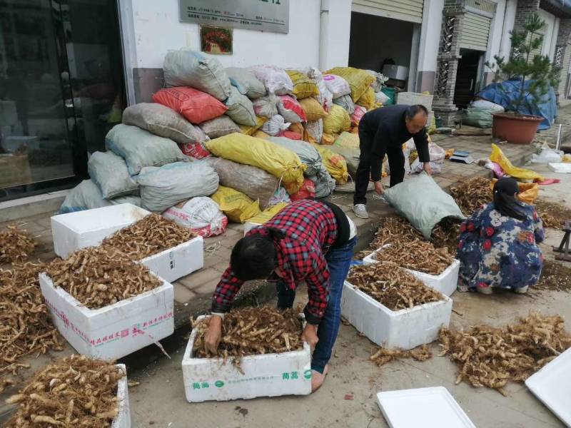 《热卖中》黄精鸡头黄精鲜黄精黄精种芽产地直供