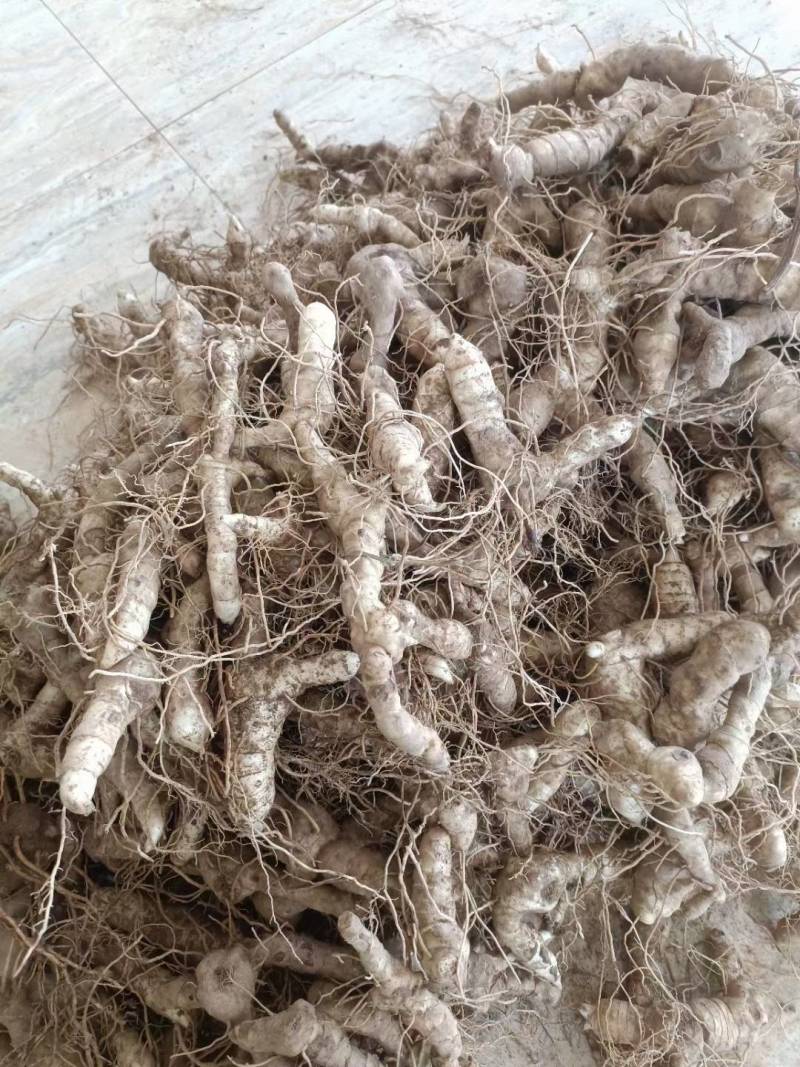 《热卖中》黄精鸡头黄精鲜黄精黄精种芽产地直供