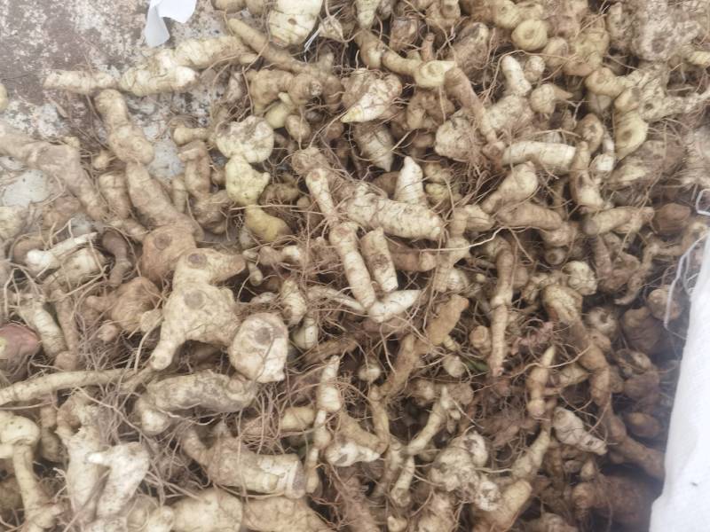 《热卖中》黄精鸡头黄精鲜黄精黄精种芽产地直供