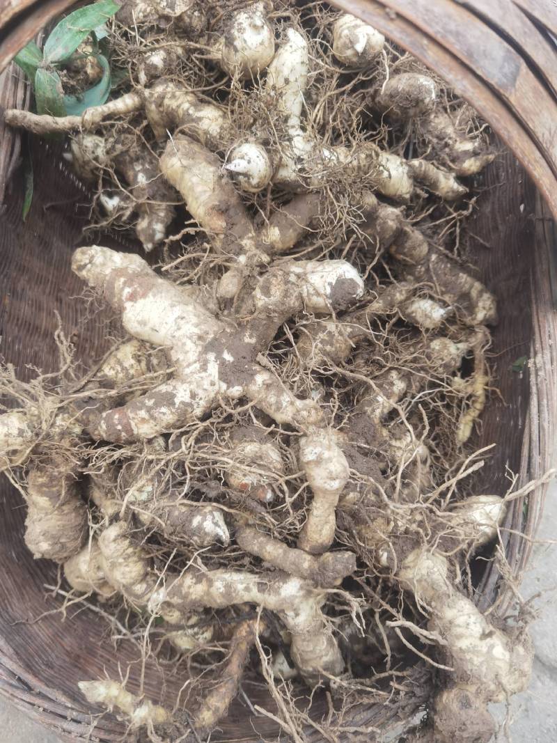 《热卖中》黄精鸡头黄精鲜黄精黄精种芽产地直供