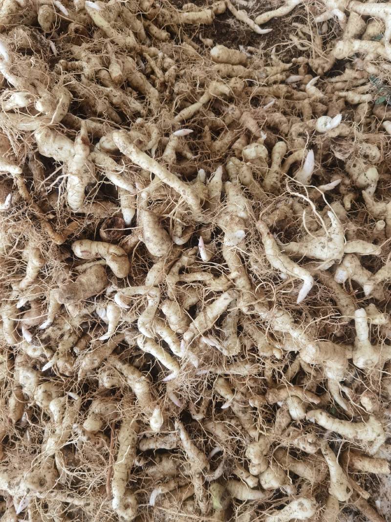 《热卖中》黄精鸡头黄精鲜黄精黄精种芽产地直供