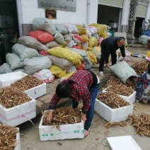 《热卖中》黄精鸡头黄精鲜黄精黄精种芽产地直供