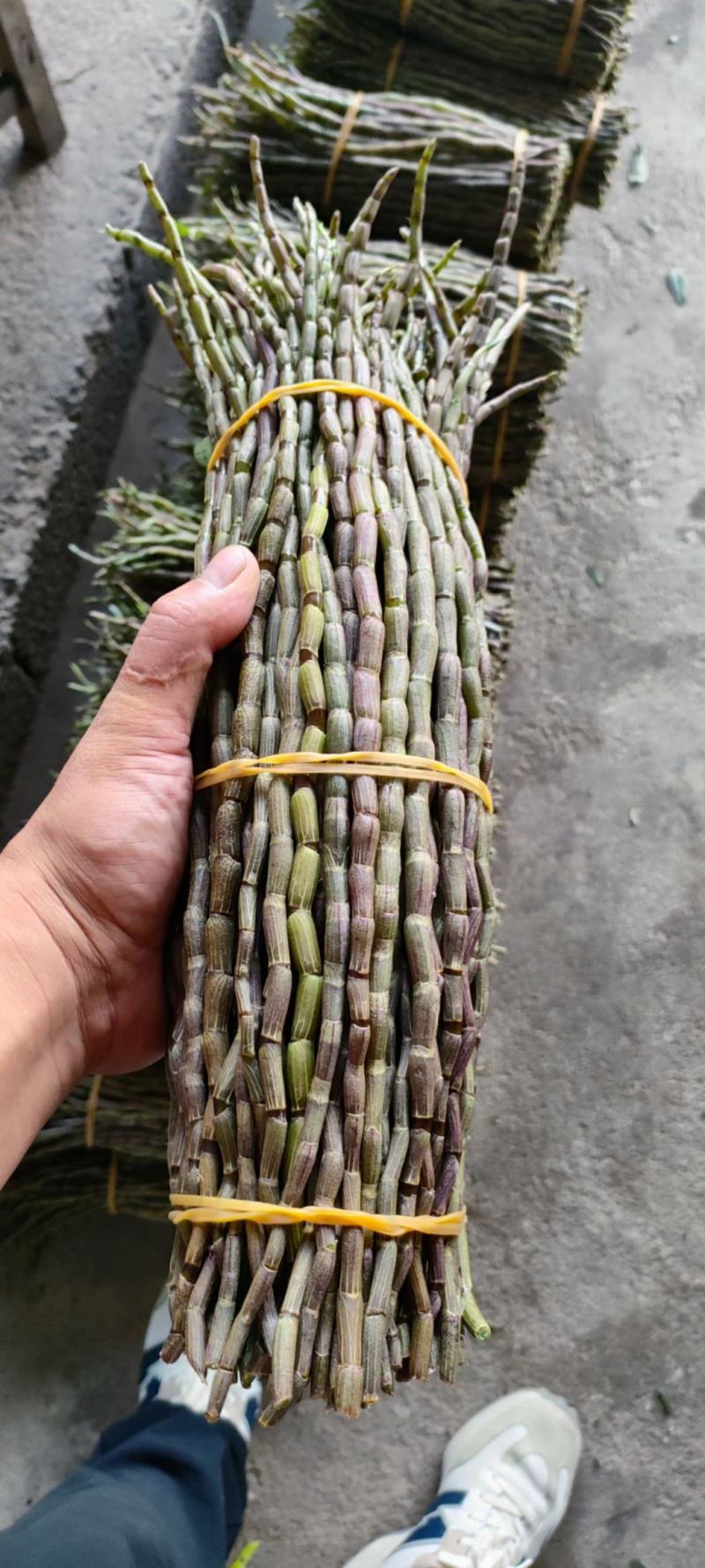 产地铁皮石斛批发