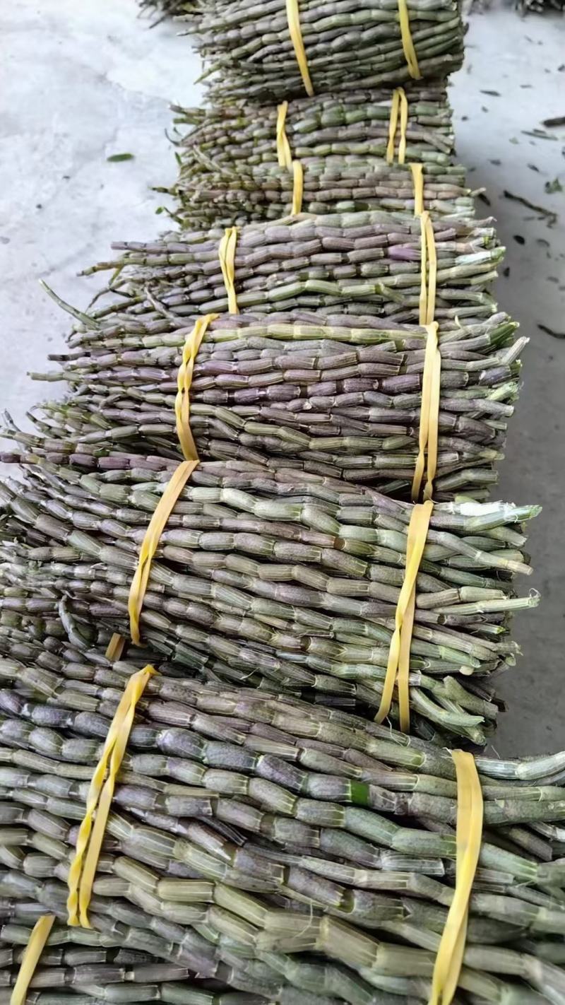 产地铁皮石斛批发