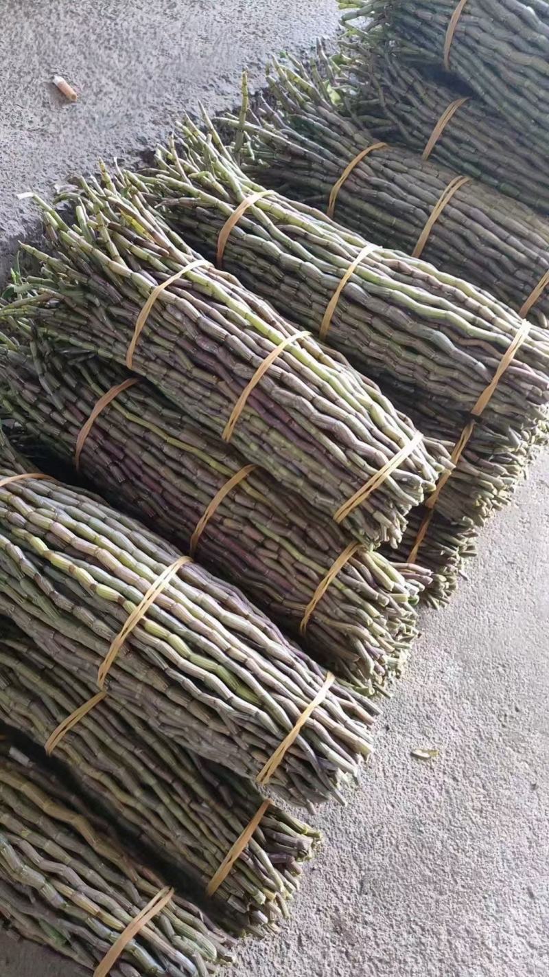 产地铁皮石斛批发