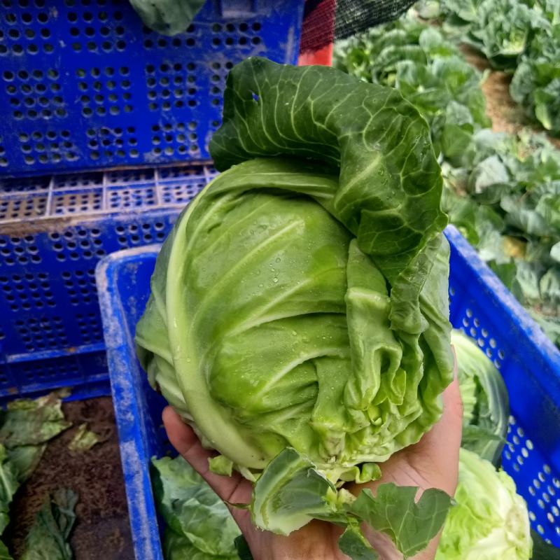 精品甘蓝大量上市，需要的老板联系