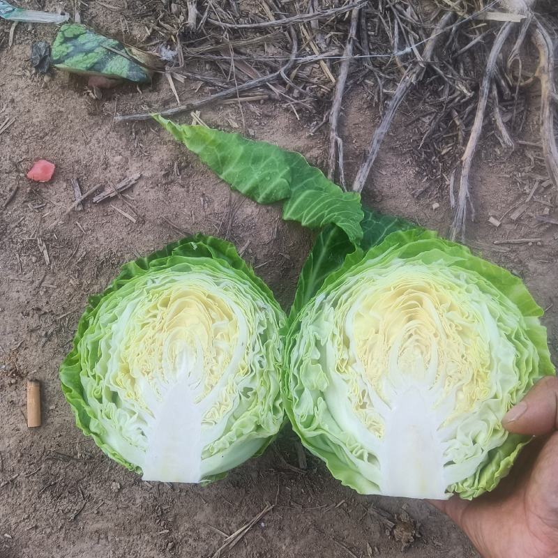 精品甘蓝大量上市，需要的老板联系