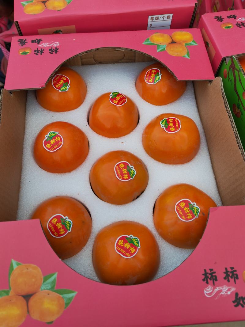 陕西阳丰脆甜柿子，巧克力脆柿，次郎，对接各市场，电商平台