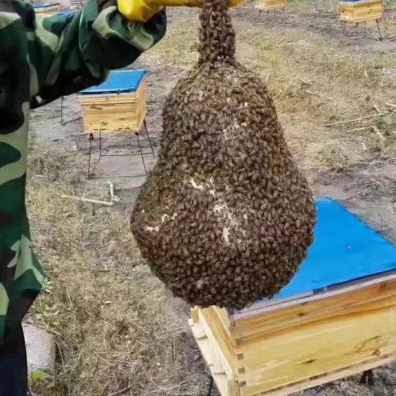 江西农村土蜂蜜山区天然百花蜂蜜欢迎咨询